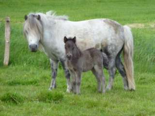 Lebensversicherung, Shettystute, Kinderpony in Niedersachsen   Moorweg 