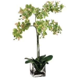 24 Phalaenopsis Orchid Plant x2 in Glass Vase Green Violet (Pack of 2 