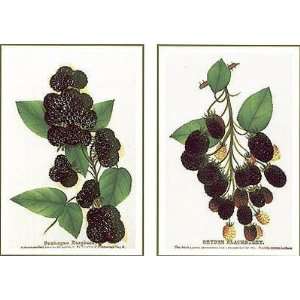  Raspberry Blackberry By 19Th Century American Highest 