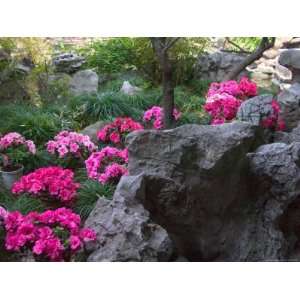  Flowers and Rocks in Traditional Chinese Garden, China 