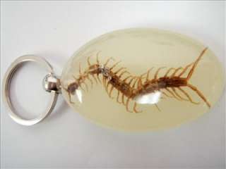 Large Insect Keychain   Centipede (Glow)  