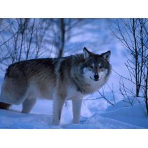  European Grey Wolf Male in Snow, C Norway Premium 