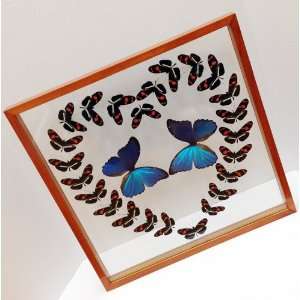   Heart Gift with Mounted Blue Morpho Butterflies 