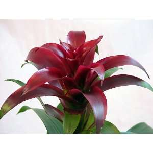   Plant  Great Houseplant   5 Pot   Guzmania Bromeliad Patio, Lawn