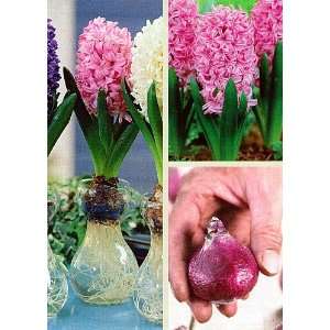   Craquele Blue Glass with Pink Hyacinth Bulb Patio, Lawn & Garden