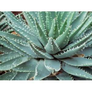  Close up of a Cactus Plant Floral & Botanical Photographic 