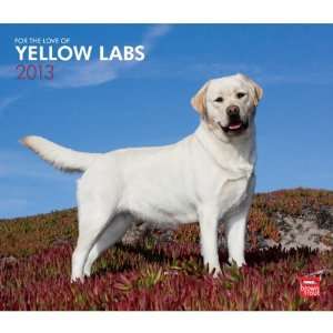   Yellow Labrador Retrievers 2013 Deluxe Wall Calendar 14 X 12 Office