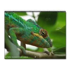  Chameleons of Madagascar 12 month Reptiles Wall Calendar 