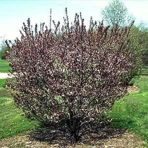  SAND CHERRY PURPLELEAF / 7 gallon Potted Patio, Lawn 