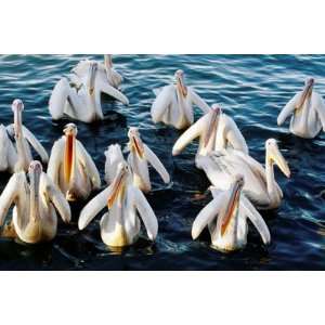  Pelicans on Lake Tana at Mango/Pelican Lake by Tony 