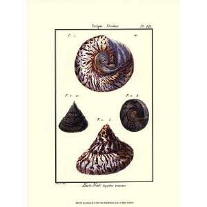  Sea Shells II by Denis Diderot 10x13