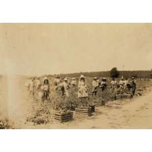   view of part of the force picking tomatoes on farm of W.T. Hill. Ther