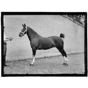   HORSE SHOWS. McLEAN, JOHN ROLL. HIS HORSES 1912