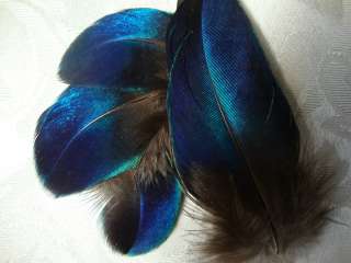 SMALL VIBRANT BLUE PEACOCK PLUMAGE WING FEATHERS  