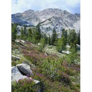  Wildflowers on Patterson Peak, Challis National Forest 