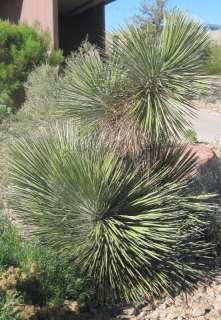 Yucca elata Soaptree One Gallon Pot  