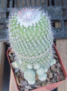 Epithelantha micromeris Button Cactus Large Specimen 2  