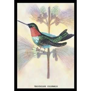  Exclusive By Buyenlarge Hummingbird Trochilus Colubris 