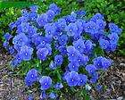 Viola cornuta Perfection Blue Flower Seeds ~Perennial​~
