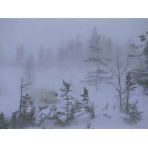 Polar Bear Rests Amid Evergreen Trees in an Autumn Blizzard Premium 
