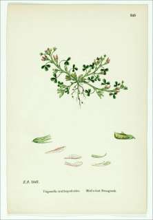 1887 Antique H/C Sowerby Herb Print ~ FENUGREEK  