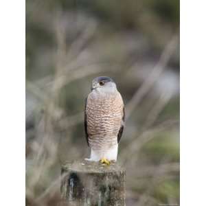  Northern Goshawk Perched on a Fence Post, California 