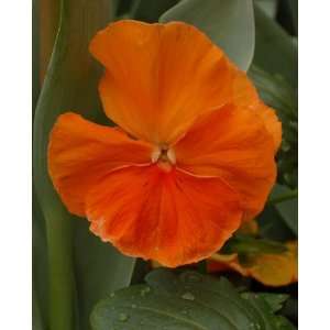    Rare Padparadja Pansy Flower 20+ Seeds Patio, Lawn & Garden