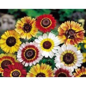  Painted Daisy Flower 200+ Seeds Patio, Lawn & Garden