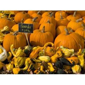 Gourds at the Moulton Farm farmstand in Meredith, New Hampshire, USA 