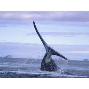  A Bowhead Whale, Also Known as a Greenland Right Whale 