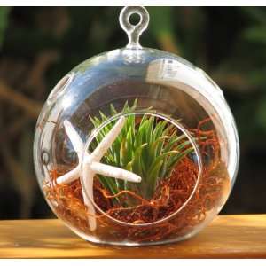  Starfish and Air Plant Hanging Glass Terrarium By 