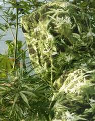 Canouflage Hemp Field Hoodies   Unisex Camouflage Camo Cannabis Weed 