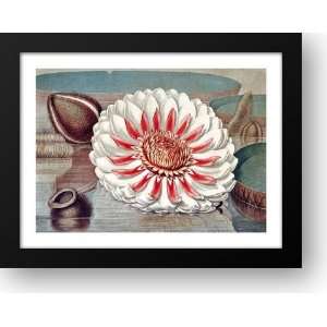  The Great Water Lily of America (Complete Bloom) 38x29 