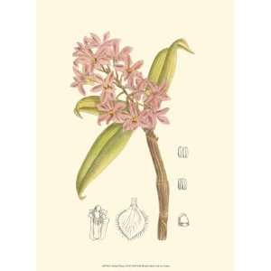  Orchid Plenty III by Edward S. Curtis 9.50X13.00. Art 