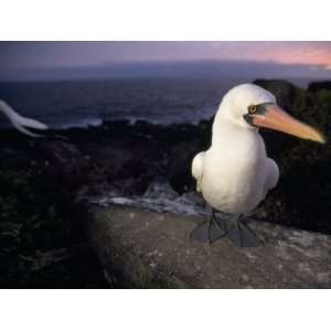 Masked Booby, Sula Dactylatra, Perched on a Rock at Twilight Stretched 