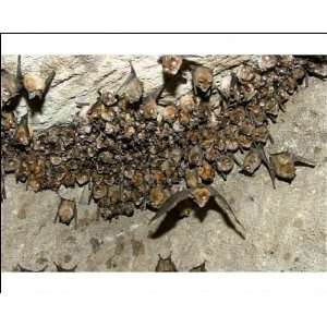  Great Indian Horseshoe Bats   mass hanging at roost, one in flight 