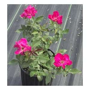  Rose Knockout Red Patio, Lawn & Garden