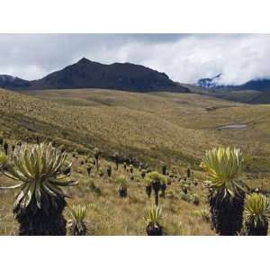  Frailejone Plants in Los Nevados National Park, Salento 