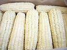 WAXY CORN white corn 10+ seeds  