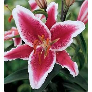  1 Star Fighter Oriental Lily   14 16cm size bulbs Patio 