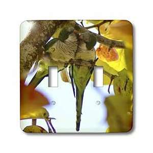 Florene Birds   Parakeet Love Birds In Seagrape Tree   Light Switch 