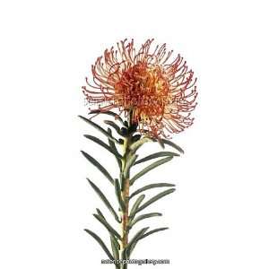 Pincushion flower (Leucospermum sp.) Framed Prints