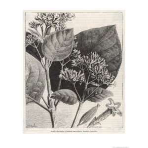  Flower and Leaves of the Quinine Plant Giclee Poster Print 