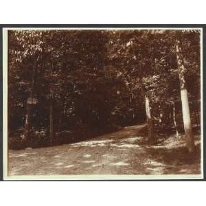  Private road,dirt,forest,Theodore Roosevelt,Sagamore Hill 
