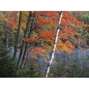  Paper Birch and Red Maple along Heart Lake, Adirondack 