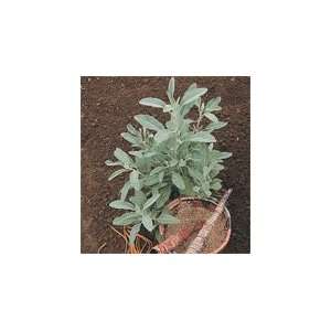   Sage White (Salvia Apiana) 100 Seeds per Packet Patio, Lawn & Garden
