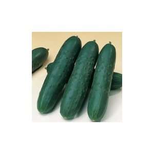  Akito F 1 Cucumber   500 seeds Patio, Lawn & Garden