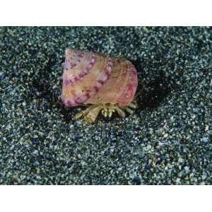 Hermit Crab in a Painted Topshell Snail Shell Photographic 