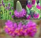 Purple Prairie Clover Wildflower Seeds D purpureum flower SHOWY 
