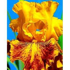  Dazzling Gold Tall Bearded German Iris 3 Rhizomes Patio 
